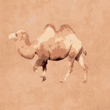 Hump Day GIF - Hump Day Camel GIFs