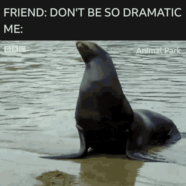 dramatic-seal.gif