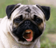 Dizzillee Dog GIF - Dizzillee Dog Woof GIFs