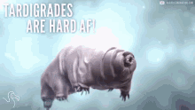 kumamushi tardigrade