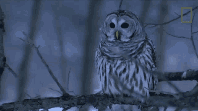 Head Turn Owls Have Superior Senses GIF - Head Turn Owls Have Superior  Senses Slow Turn - Discover & Share GIFs
