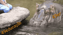 49er 49educacao GIF - 49er 49educacao Hipopotamo GIFs