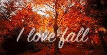 I Love Fall GIF - I Love Fall Fall GIFs
