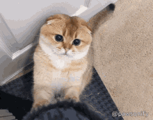 Pawsonify Pounce GIF - Pawsonify Pounce Cute Cat GIFs