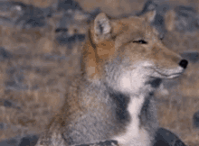 藏狐 Tibetan Sand Fox GIF - 藏狐 Tibetan Sand Fox Square Face GIFs