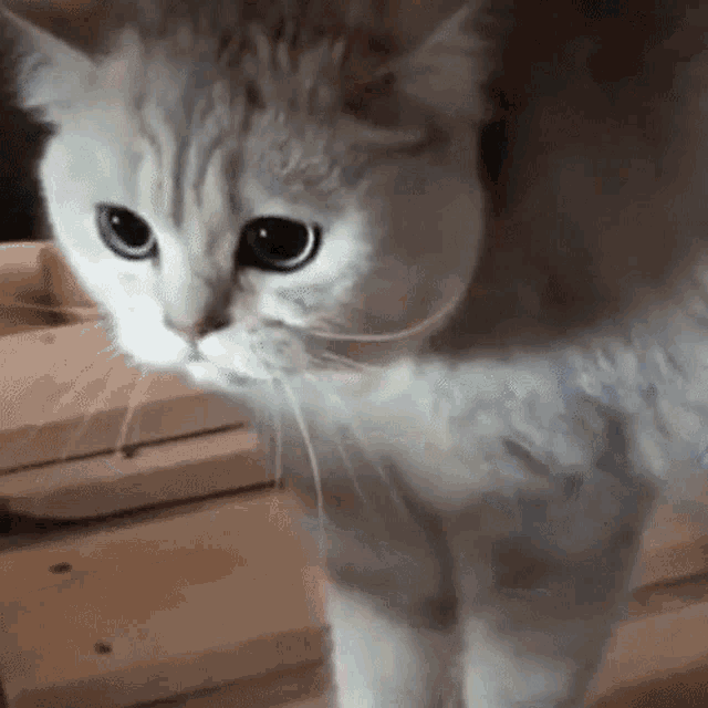 Cat Angry GIF - Cat Angry Angry Cat - Descubre & Comparte GIFs