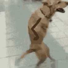 Youre So Cute Dog Running GIF - Youre So Cute Dog Running Lets Go This Way GIFs