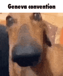 Geneva Convention Cheese Dog GIF - Geneva Convention Cheese Dog Dachshund GIFs