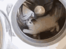 laundry machine cat