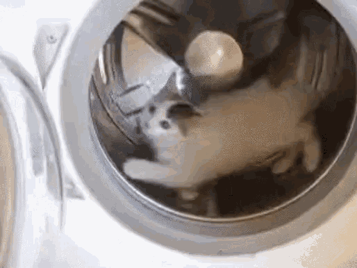 洗濯機 猫 ぐるぐる 可愛い動物 Gif Laundry Machine Cat Discover Share Gifs