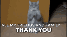 Thank You Cat GIF - Thank You Thank Cat GIFs