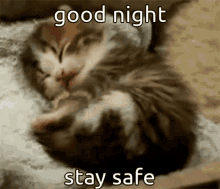 Animals With Captions Good Night Animal GIF - Animals With Captions Good Night Animal Cute Kitten GIFs