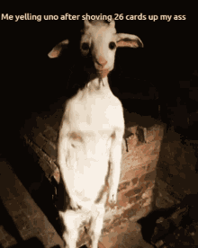 Funny Goat GIF - Funny Goat Uno GIFs