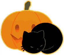 cat halloween gato sleeping pumpkin