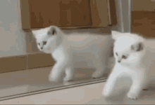 White Kitten Cat GIF - White Kitten White Kitten GIFs