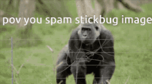 pov you spam stickbug