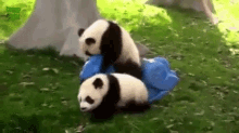 倒れる　たおれる　パンダ GIF - Jpfall Panda GIFs