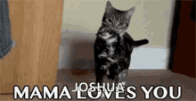 Cat Kitten GIF - Cat Kitten Mama Loves You GIFs