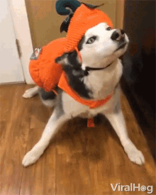 Dog Posing GIF - Dog Posing Dress Up GIFs