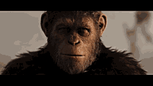 War For The Planet Of The Apes Caesar GIF - War For The Planet Of The Apes Caesar Tears Of Joy GIFs