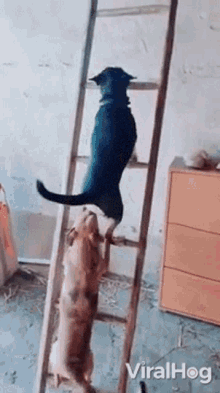 climbing up viralhog dog ladder trained