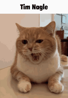 Tim Nagle Cat GIF - Tim Nagle Cat Yawn GIFs