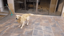 golden retriever jumping excited