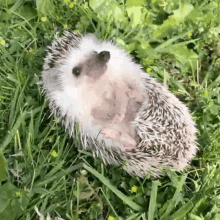 Hedgehog Cute GIF - Hedgehog Cute Lying Down GIFs