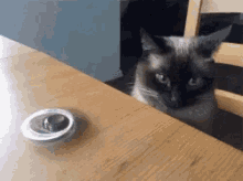 Cats Fidget Spinner GIF - Cats Fidget Spinner GIFs