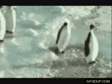 Penguin Smack GIF - Penguin Smack GIFs