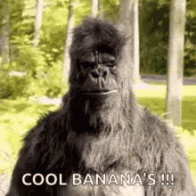 Gorilla GIF - Gorilla - Discover & Share GIFs
