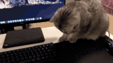 Cat Fidget Spinner GIF - Cat Fidget Spinner Keycap GIFs