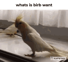 Whats Is Birb Want GIF - Whats Is Birb Want Whats Is GIFs