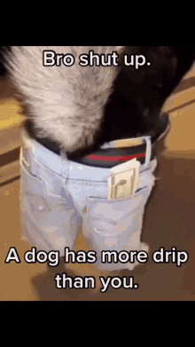 Dog Has More Drip GIF - Dog Has More Drip GIFs