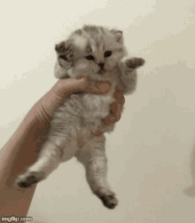 Scratch Cat GIF - Scratch Cat Kitten GIFs
