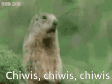 Beaver Chiwis GIF - Beaver Chiwis Tp GIFs