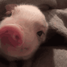 Curious Pig GIF - Curious Pig Piglet GIFs