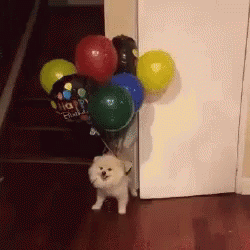 Dog Fly GIF - Dog Fly Balloons - Discover &amp; Share GIFs