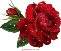 Red Red Rose Sticker - Red Red Rose Flowe Stickers