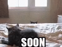 Cat Soon Meme GIFs | Tenor