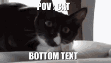 Pov Cat Bottom Text Running Animal Chair Jump GIF - Pov Cat Bottom Text Running Animal Chair Jump GIFs