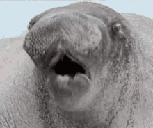 Walrus Wet GIF - Walrus Wet Mouth GIFs