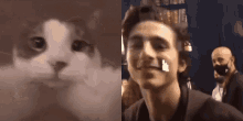 Timothee Chalamet Cat Kiss GIF - Timothee Chalamet Cat Kiss Timothee GIFs