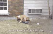 horny hump humping dog in heat horny hump humping dog in heat