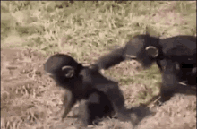 funny monkeys push pushintowater