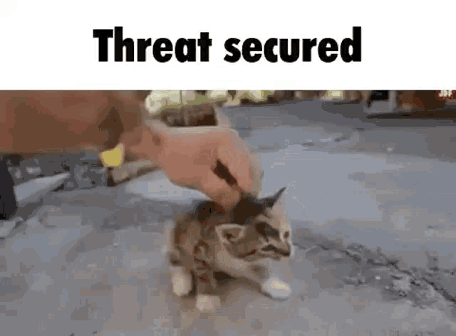 Threat Secured Cat Threat Secured Cat Kitten Discover And Share S