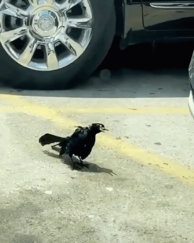 Alerta por un virus que convierte a las palomas en una especie de 'zombies'