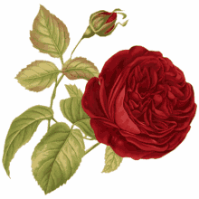 ninisjgufi flowers rose red ninisjgufi flowers rose red