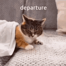 Departure Cat GIF - Departure Cat GIFs