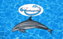 Delfin Mundo GIF - Delfin Mundo Marino GIFs